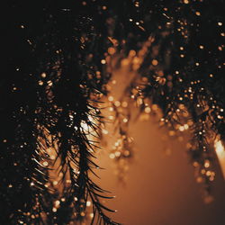 Close-up of water drops on tree against sky