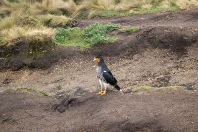 Close-up of bird on field