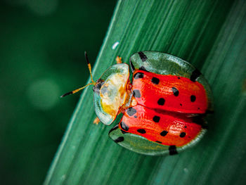 Close-up of insect on leaf