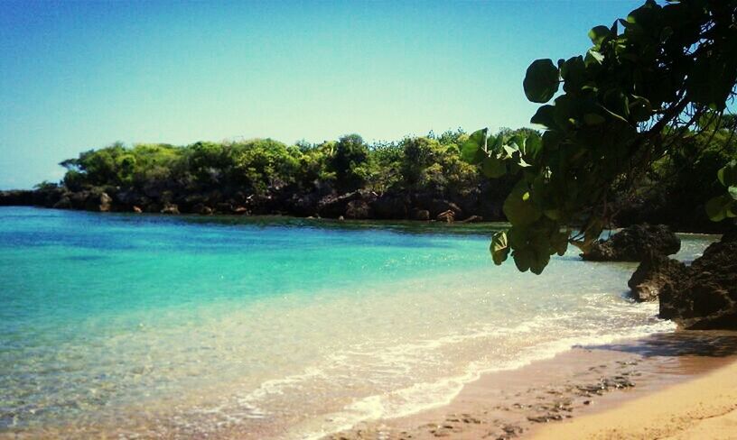 water, tree, sea, tranquil scene, blue, tranquility, clear sky, scenics, beauty in nature, beach, nature, growth, shore, idyllic, sand, coastline, copy space, day, horizon over water, sunlight