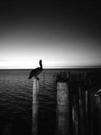 Silhouette of bird perching on sea against clear sky