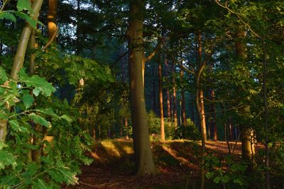 Trees in forest