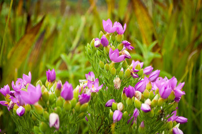 Close-up of pink flowering plants on field