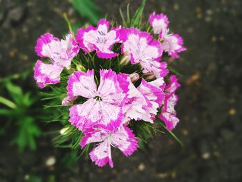 Close-up of pink flowers