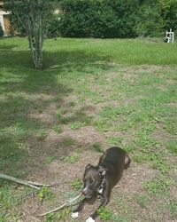 View of a dog on field