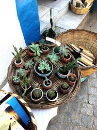 High angle view of potted plants on table