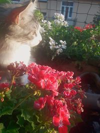 Close-up of cat by flower plants