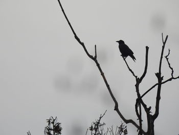 Low angle view of bird perching on bare tree against sky