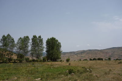 Trees on countryside landscape against clear sky