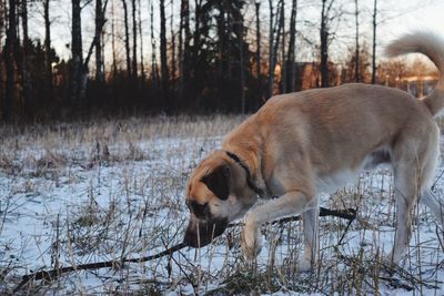 Cat on snow covered trees