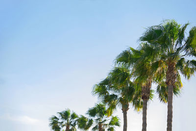 Low angle view of palm trees against clear blue sky