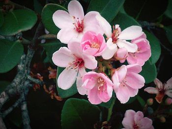 Close-up of pink flowers