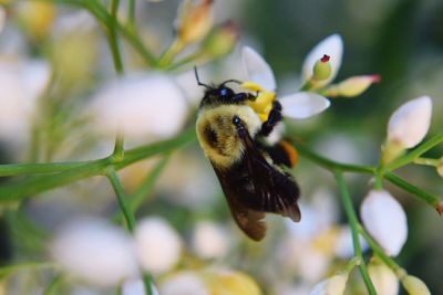 Close-up of bee on flower