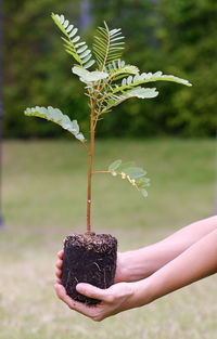 Midsection of person holding plant