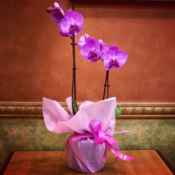 Close-up of pink orchid flowers