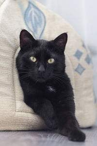Portrait of black cat resting on bed