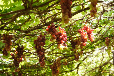 Low angle view of fruits on tree