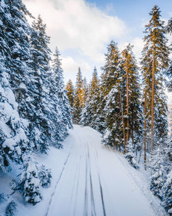 Road amidst trees against sky