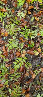 Full frame shot of autumn leaves on field