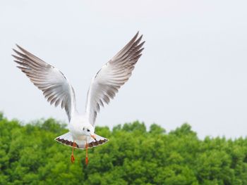 Seagulls flying in the sky