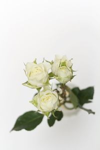 Close-up of rose bouquet against white background