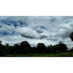 Trees against cloudy sky