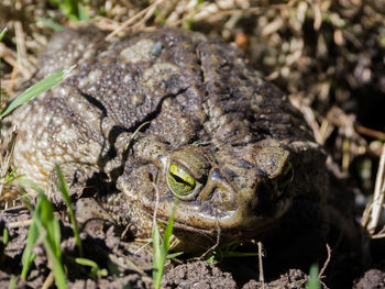 Close-up of frog on field