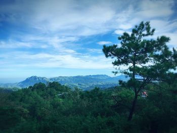 High angle view of trees and mountains