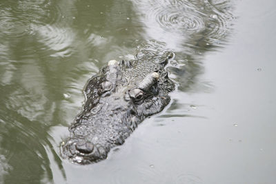 High angle view of crocodile swimming in lake