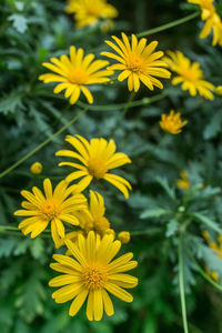 Close-up of yellow flower