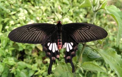 Close-up of butterfly