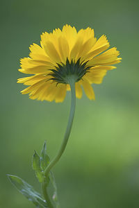 Close-up of yellow flower against blurred background