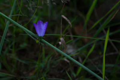 Close-up of purple crocus flower on field
