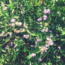 Flowers growing on plant