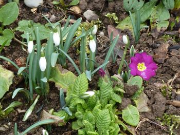 High angle view of crocus blooming on field