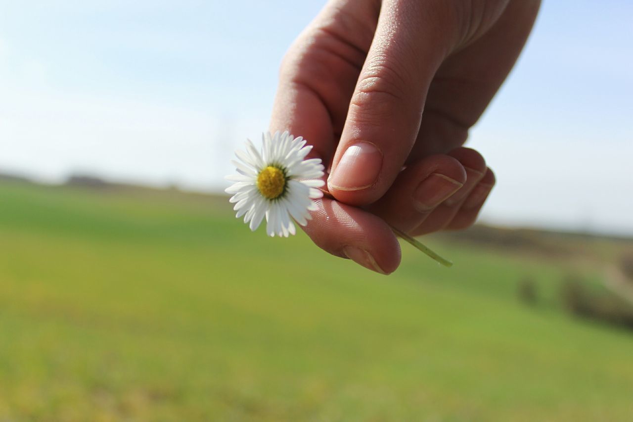 person, flower, focus on foreground, fragility, holding, freshness, close-up, part of, human finger, cropped, beauty in nature, flower head, petal, field, nature, single flower, selective focus