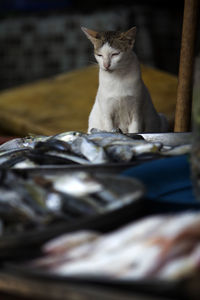 Portrait of cat sitting on floor at home