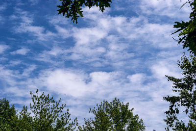 Low angle view of trees against sky