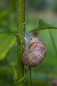 Close-up of snail on stem