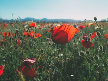 Red poppy flowers in field