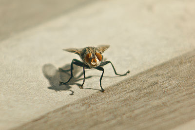 Close-up of insect on wall