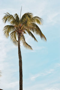 Low angle view of coconut palm tree against sky