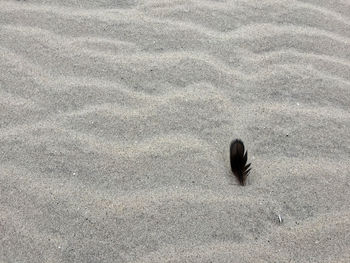 High angle view of shell on sand