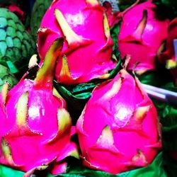 Close-up of pink flowers