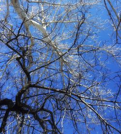 Low angle view of bare tree against blue sky