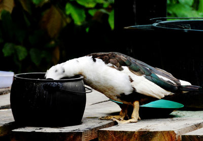 Close-up of bird perching on wood