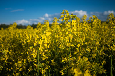 Yellow flowering plants on field