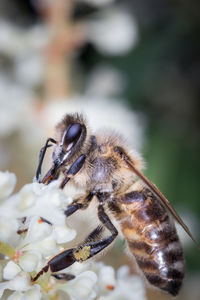 Close-up bee on a white flower