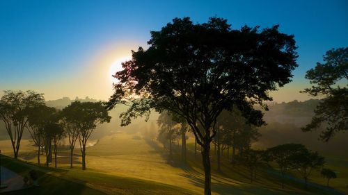 View of trees at sunset