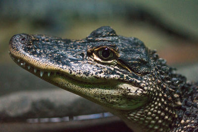 Close-up of crocodile